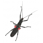 Peruvian Black Beauty Stick Insect Peruphasma schultei 4 adults